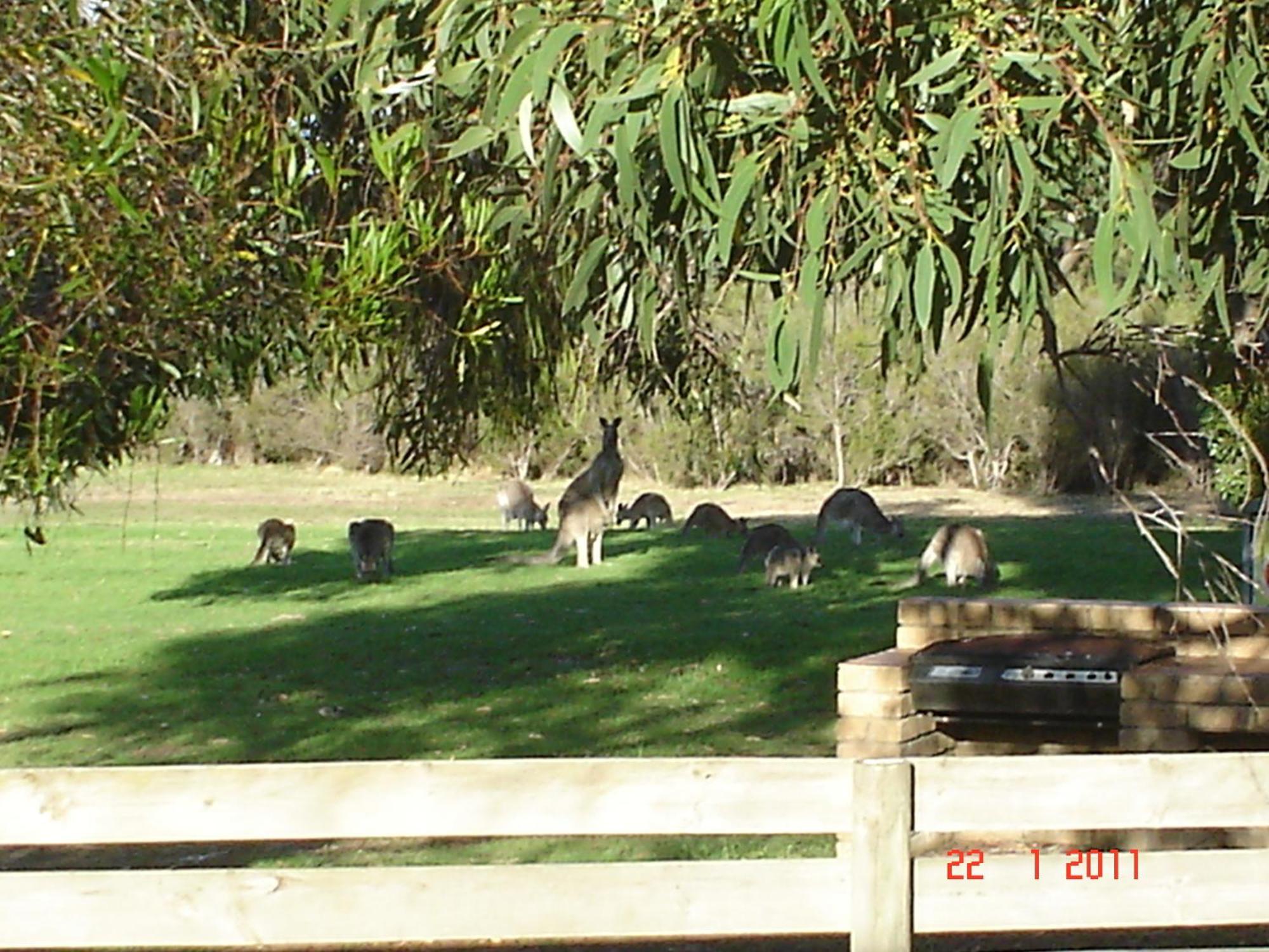 Mountain View Motor Inn & Holiday Lodges Halls Gap Zewnętrze zdjęcie