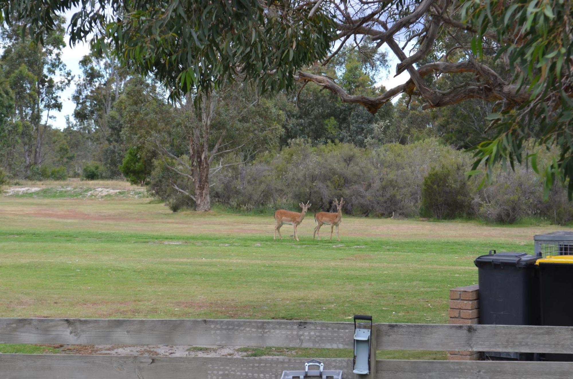 Mountain View Motor Inn & Holiday Lodges Halls Gap Zewnętrze zdjęcie